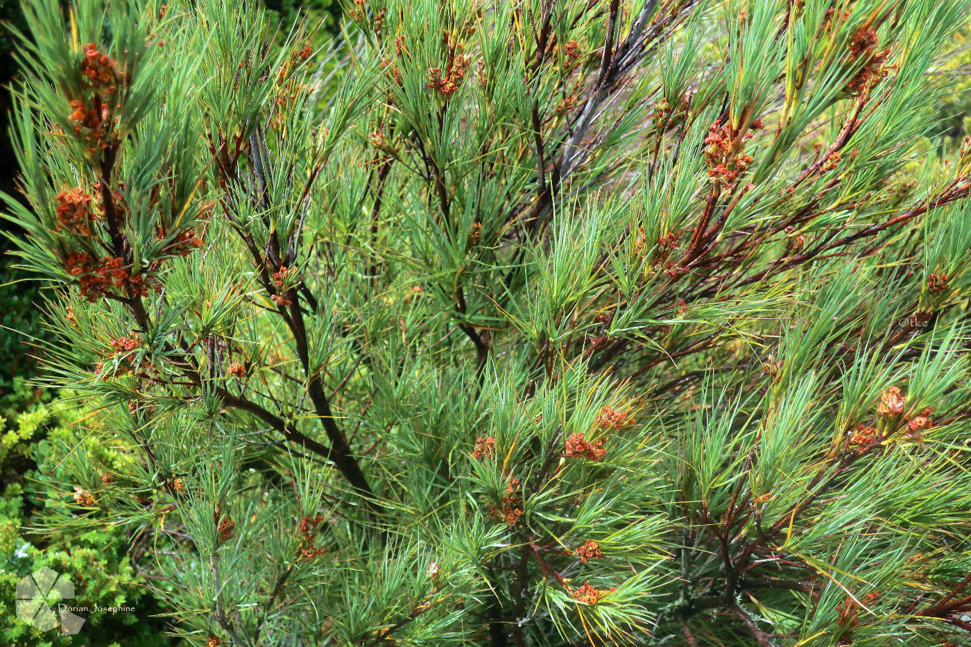 新西兰南岛一日游,新西兰南岛旅游地图