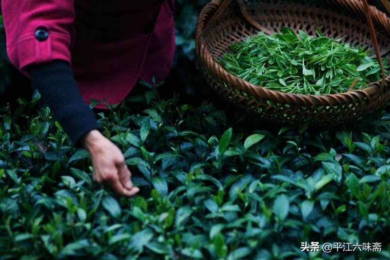 平江烟茶的视频,平江烟茶自产自销代加工