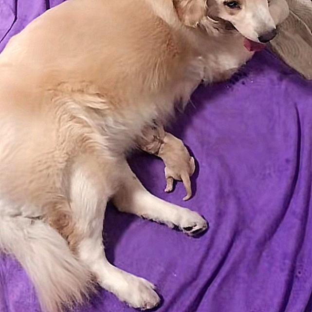 金毛产狗,金毛第一次产崽