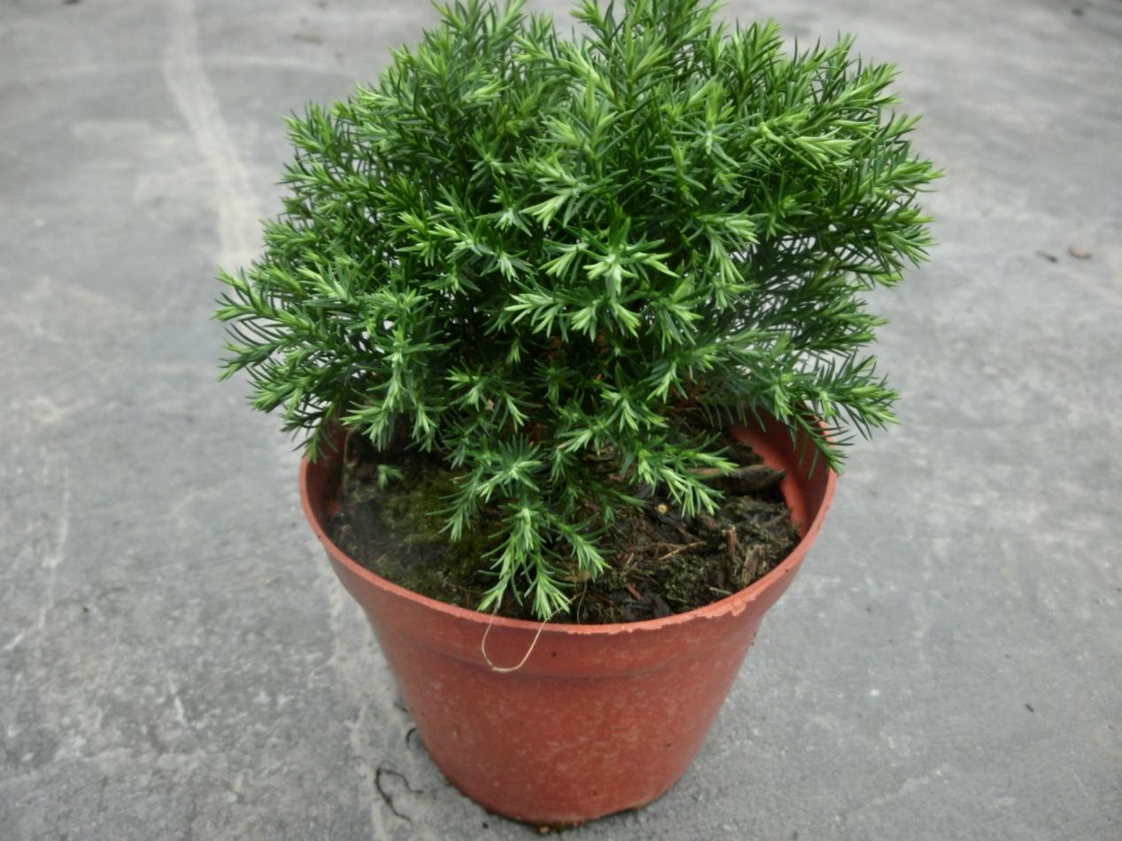 花盆土盐碱化怎么办,解决盆栽土壤盐碱化的有效措施