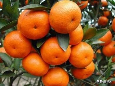 沙糖桔为何叫杀人橘,今年的砂糖橘为啥叫杀人橘