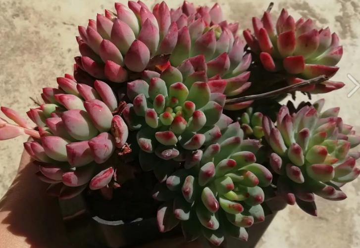 多肉养出状态来有多美?这102种多肉控养上色之后美呆了