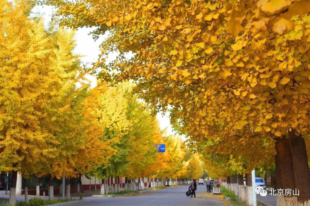 17处京城绝美银杏观赏点，看看有没有家门口的？