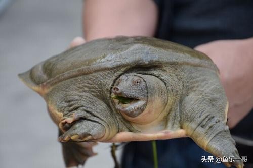 钓鱼竿钓甲鱼技巧,野外钓甲鱼王八的几个方法技巧