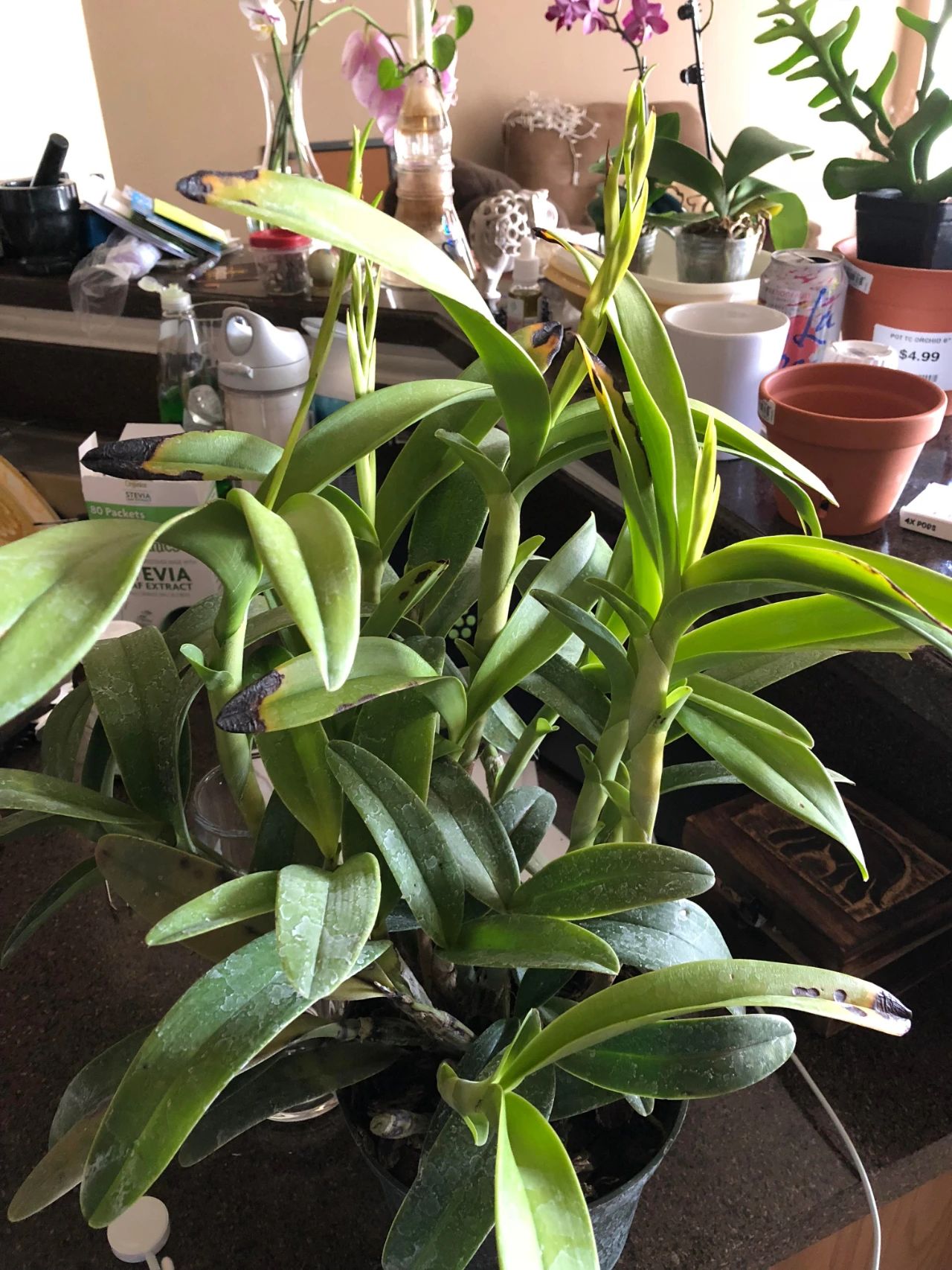 什么品种的卡特兰值得养,洋兰之王