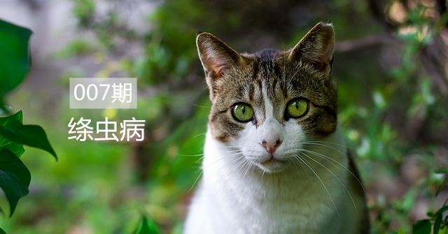 猫咪寄生虫的症状表现,猫咪绦虫病的症状及治疗方法