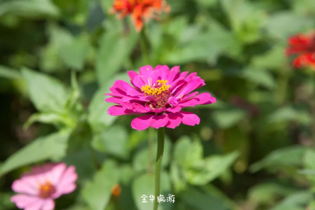 藏在崇山峻岭深处的世外桃源,藏在深山老林里的世外桃源