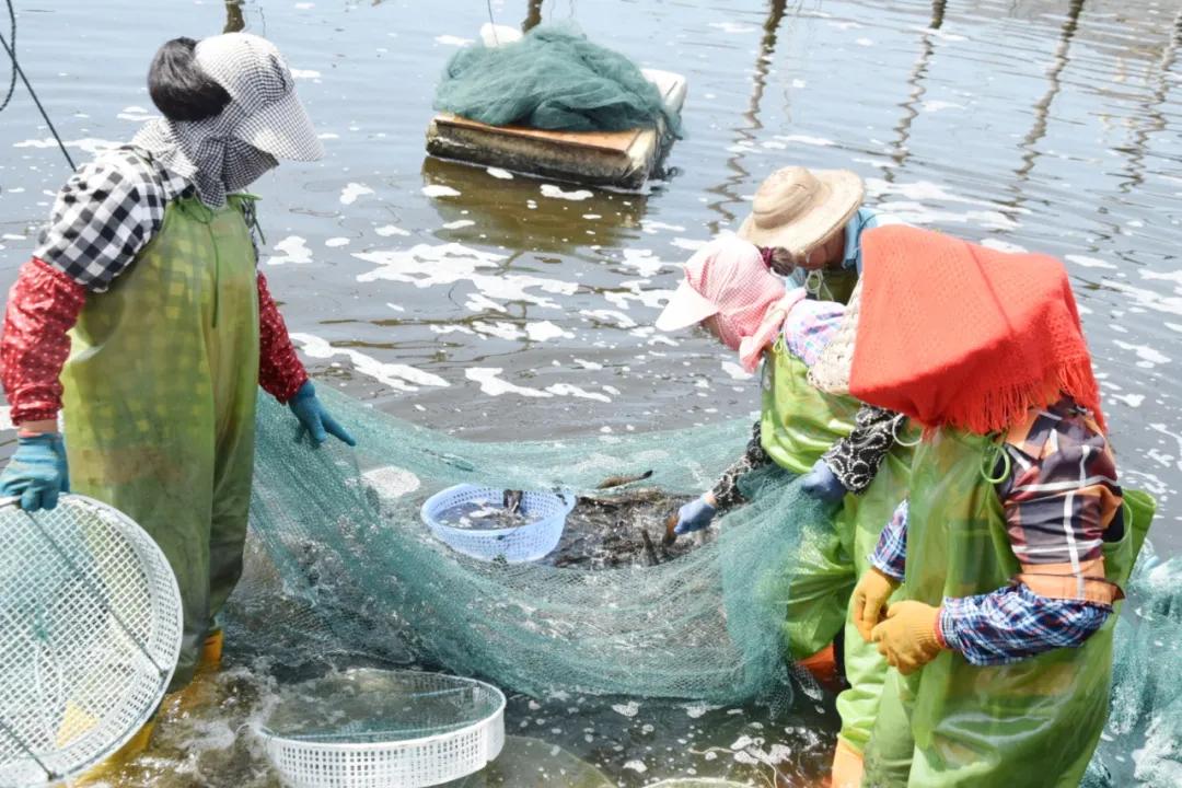 这条虾遭遇白斑、偷死病袭击！虾农滑铁卢爆亏