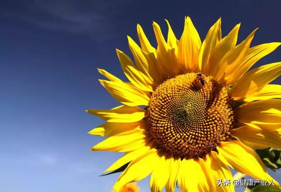 百日行动回头看3：卖保健品的风险高过卖*粉白**的，无发心，不商业