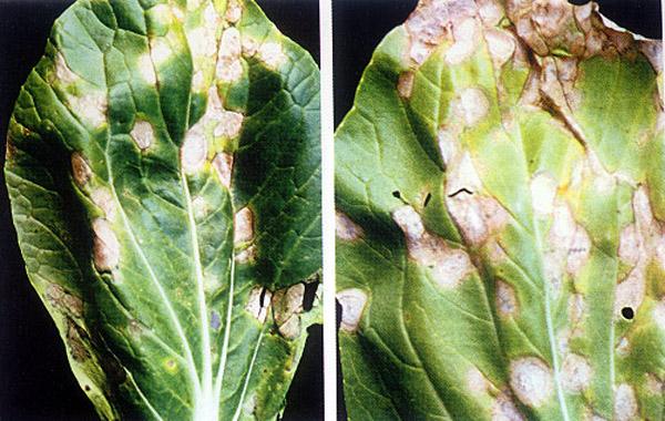 大白菜白斑病怎么消除,大白菜白斑病严重图