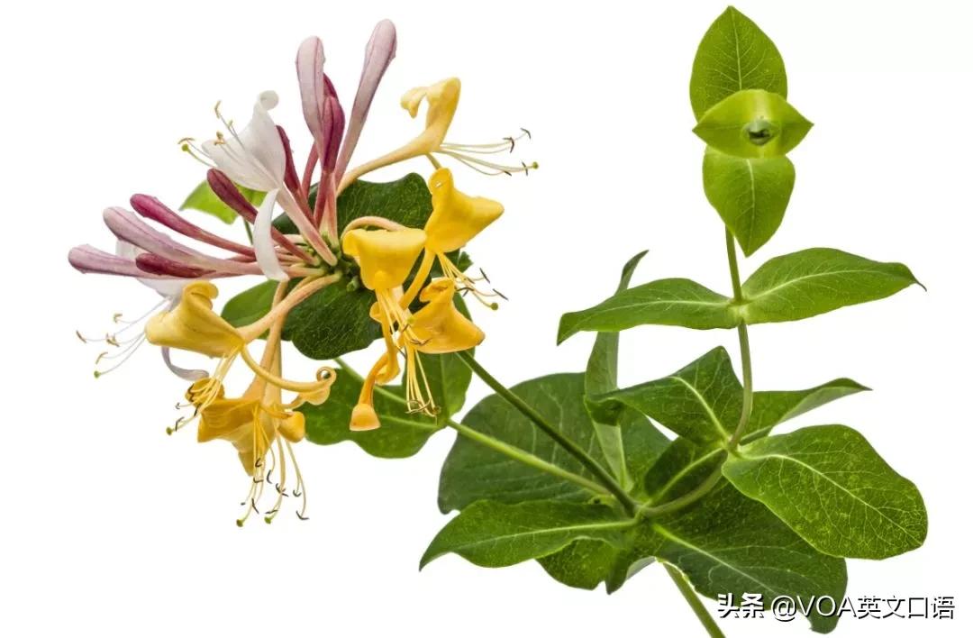 Kiss-me-at-the-gate可不要翻译在门口吻我真正意思你知道吗?