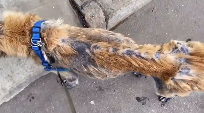 无良的犬舍,无良狗舍金毛是怎么培育出来的