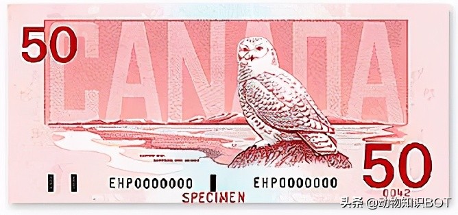 雪鸮呆萌图片,短耳雪鸮