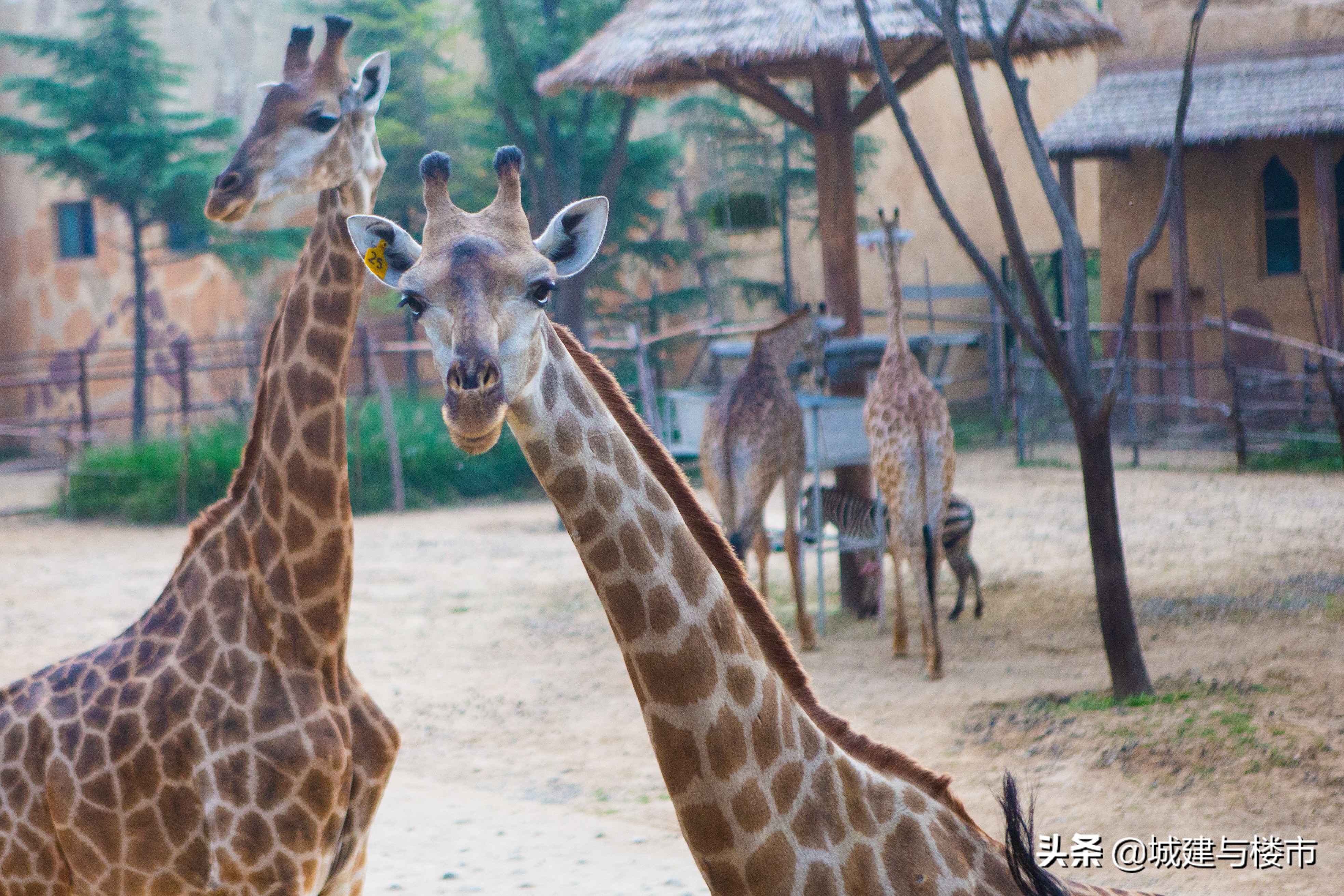银基动物王国郑州遛娃的好去处,银基冰雪世界要不要带上遛娃神器