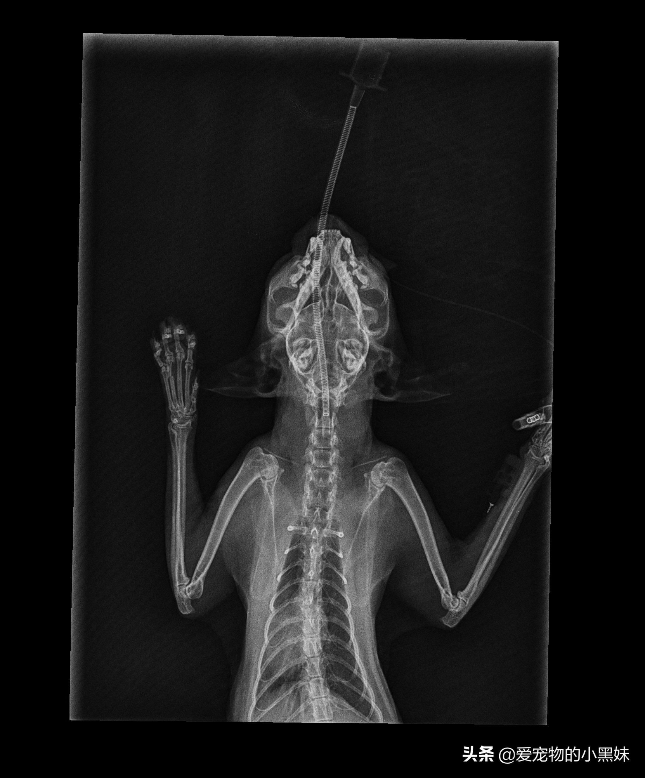 猫咪坠楼颚骨断裂自己能愈合吗,猫咪坠楼怎么治疗