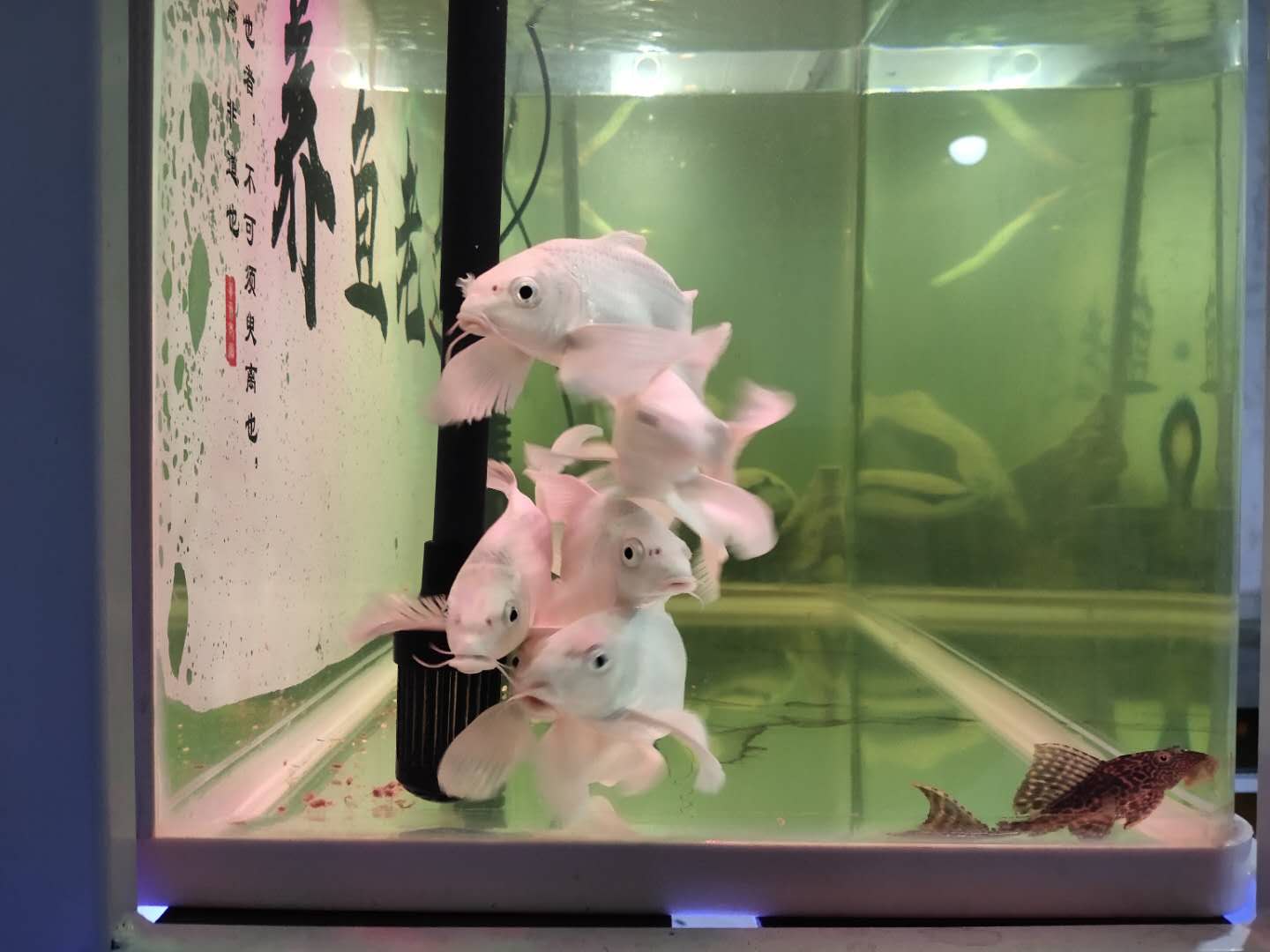 鱼缸养淡水鱼过滤系统,鱼缸里面没有过滤系统怎么养鱼