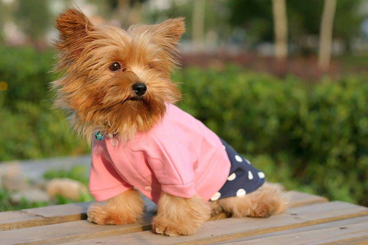 最齐全的狗狗品种介绍及图片,带你了解一下常见狗狗的品种