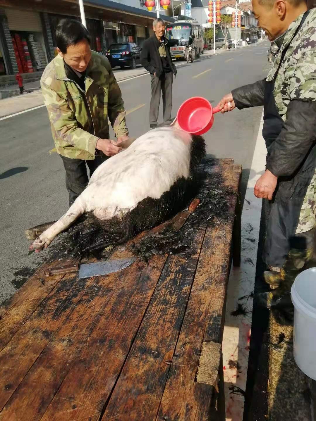 土猪养猪的市场前景,土猪养殖成本与利润