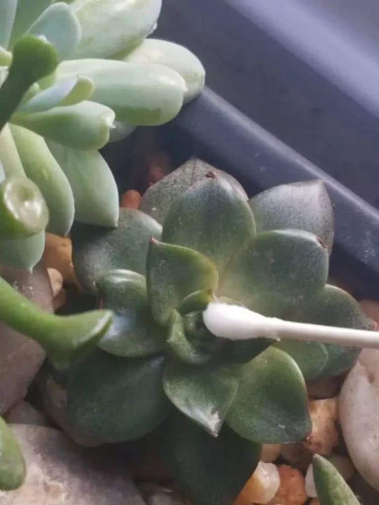 介绍一下自制养花的杀虫方法,自制杀虫水喷花草