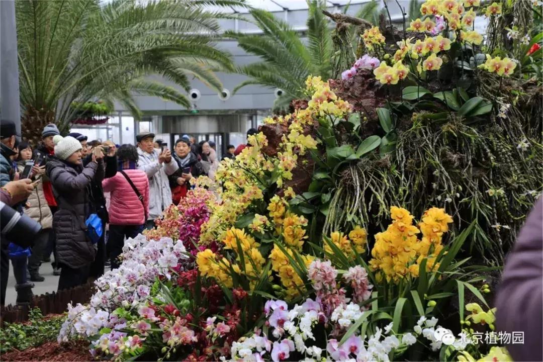 美美美！海淀这个地儿，万株兰花惊艳来袭，你招架的住吗？