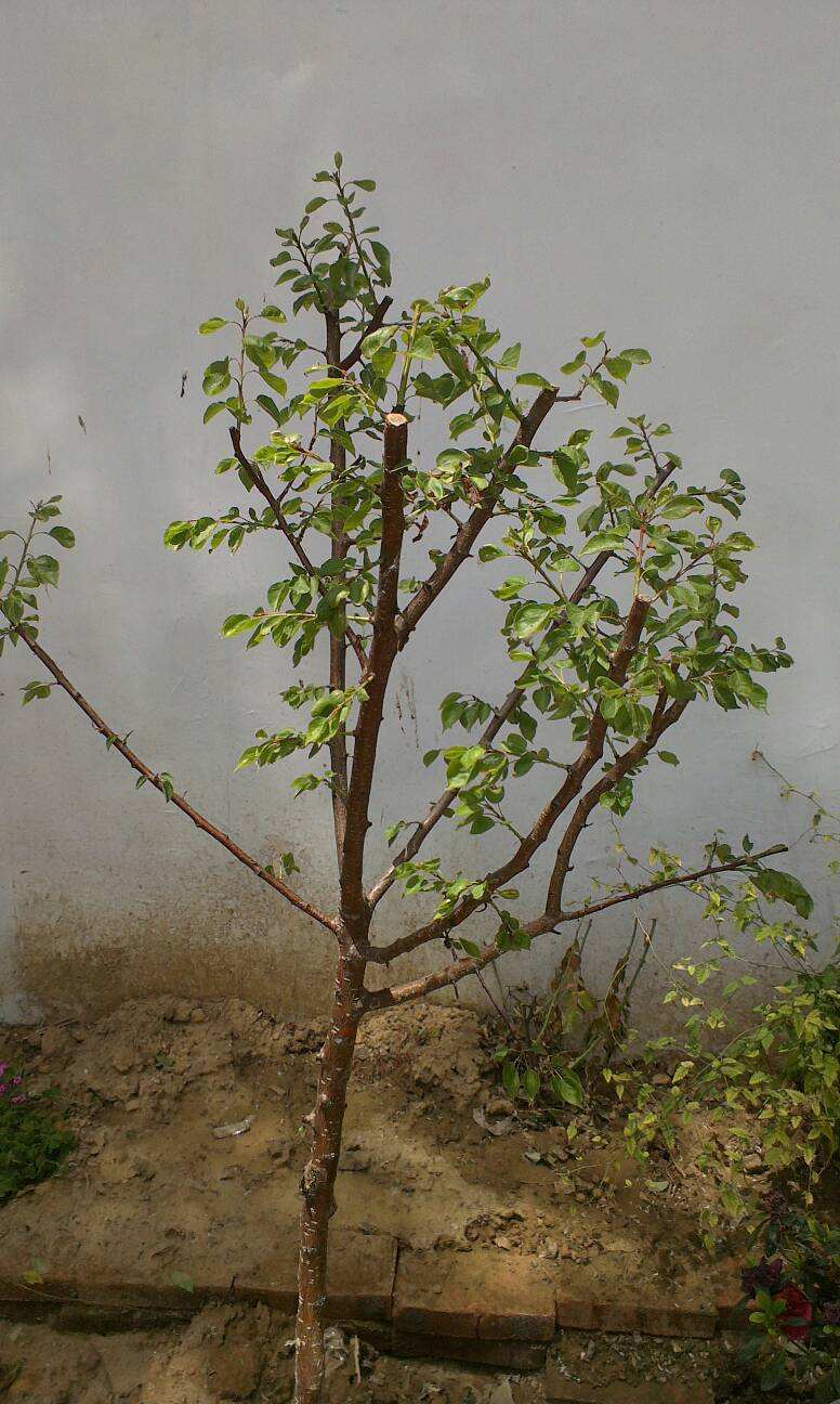 楼房客厅适合养的盆景,书房最好看的盆景