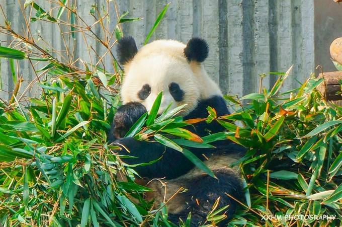 成都本地人去的最好吃的美食,中国姑娘吃成都美食