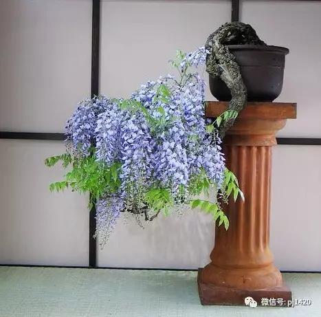 紫藤之美,紫藤迷人的气质