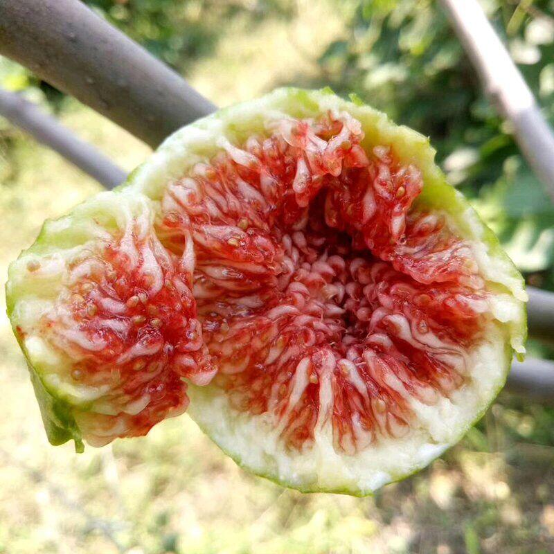 无花果软糯香甜品牌,哪个品种的无花果又大又糯甜