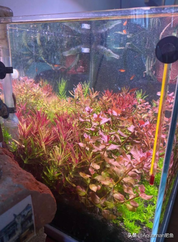 便宜又好养的水草推荐,好养又便宜的水草推荐