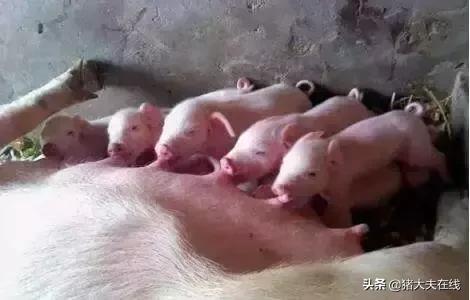 养猪要有技术要懂得猪的病情,养猪技术小奶猪出生要做几次疫苗