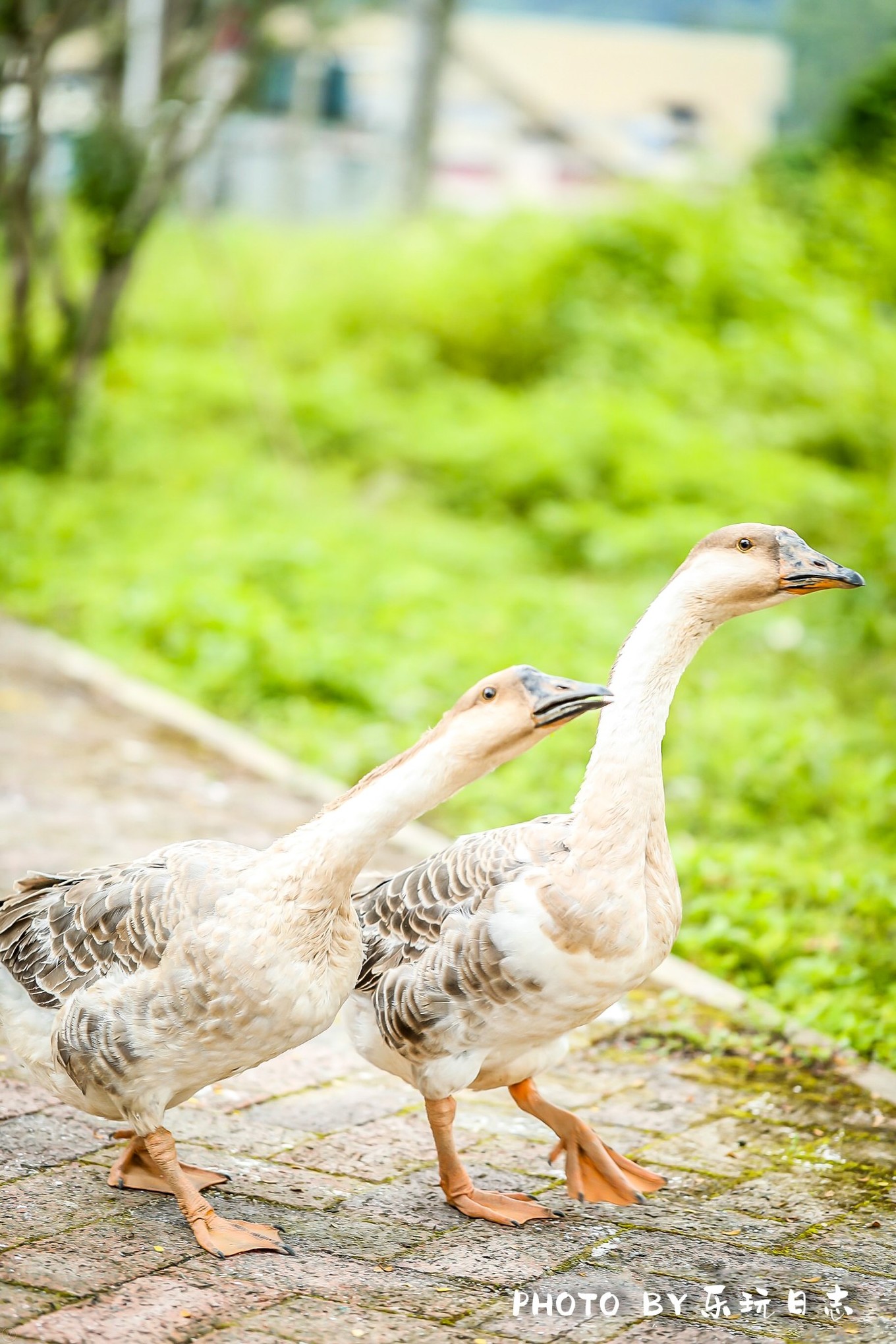 广东最美乡村两日游攻略图片,岭南古村落游玩
