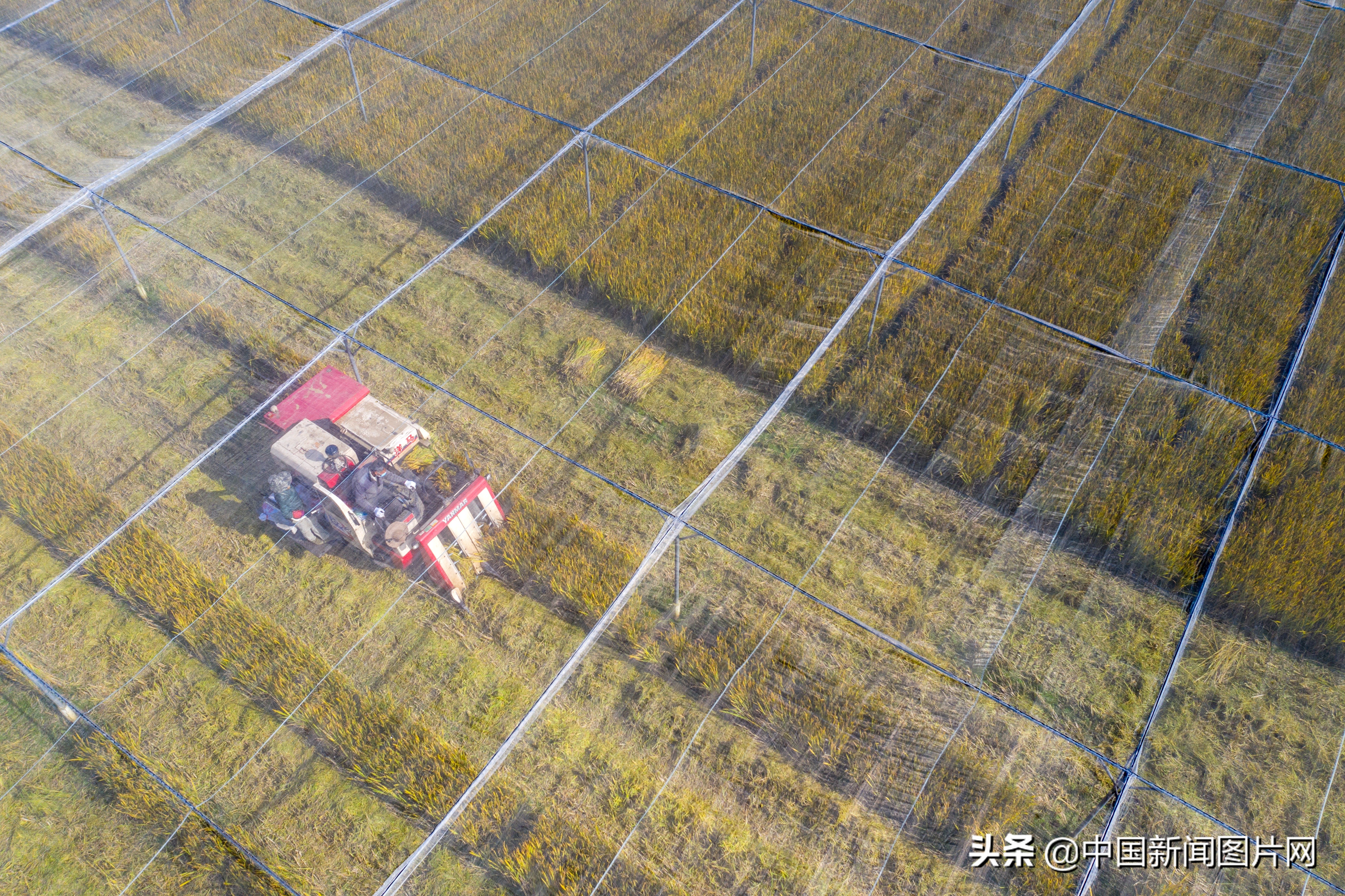 1000亩水稻一年纯利润,长兴百亩吊瓜收入