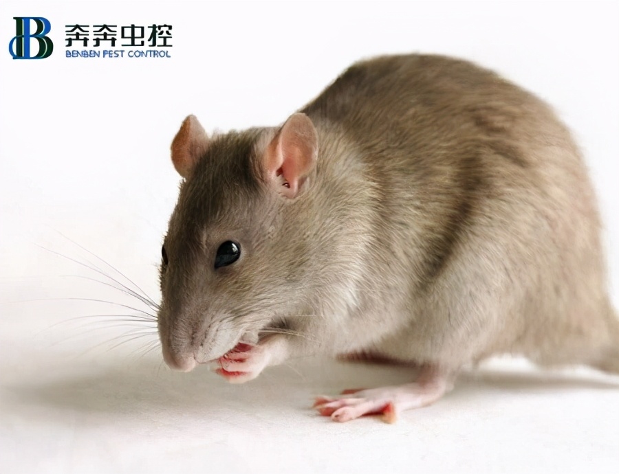 家里面怎么灭鼠,家里有老鼠药灭鼠