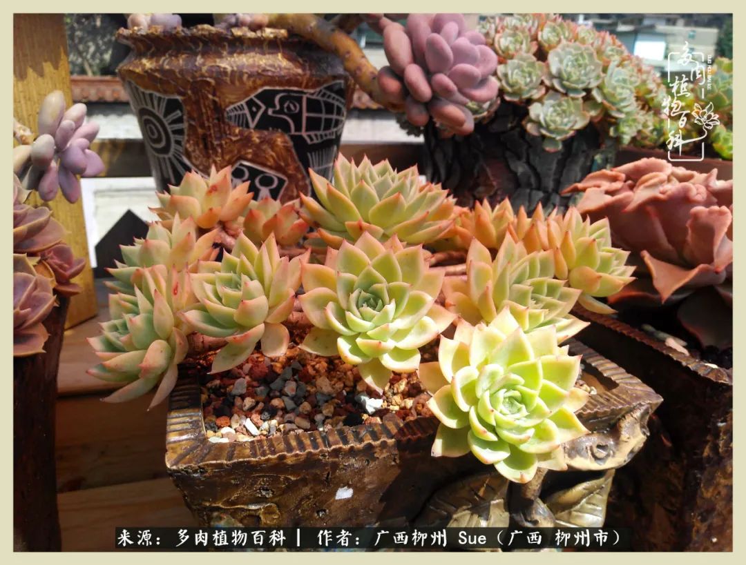 艳阳高照凉爽贵州,我要勤快地捕捉美好!(二)