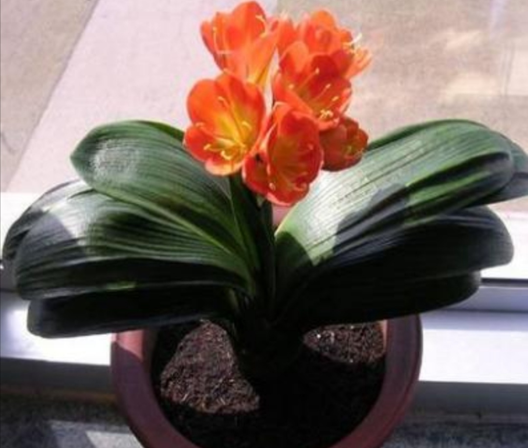 刚开花的君子兰怎么使花箭长高,养君子兰不花怎么回事