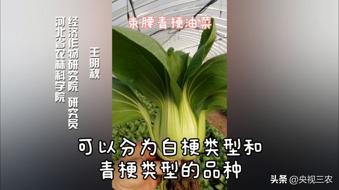 种油菜要选地合理,种油菜怎么种