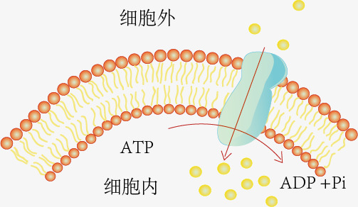 只有水没有食物能存活多少天,人类没有水能活多久