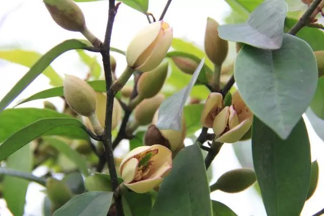 100种常见观叶植物图鉴史上最全,农村常见的100种植物