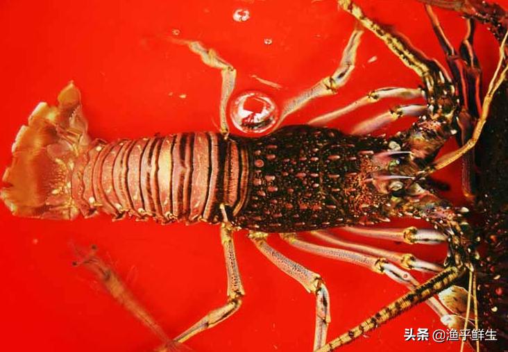 全国十大海鲜排名,中国海鲜十大产地排名最新