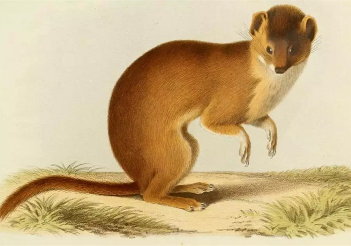 黄鼠狼偷鸡历史,黄鼠狼先后两次偷鸡