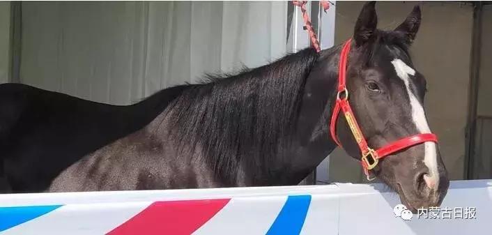 汗血宝马马术表演,汗血宝马蒙古马赛跑