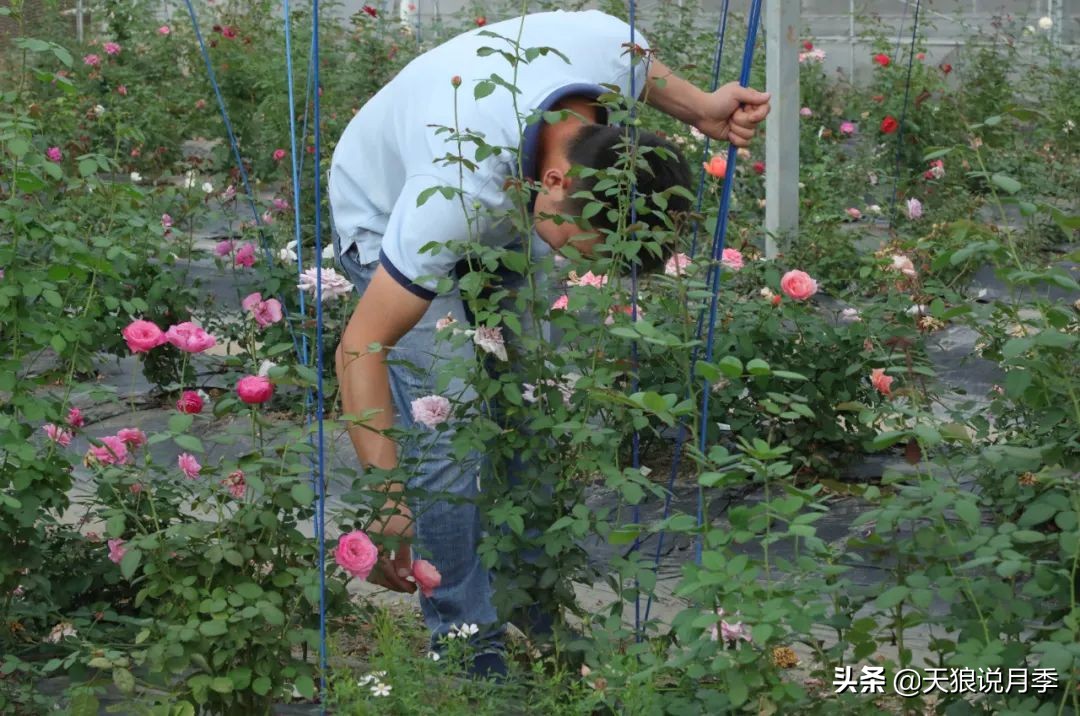 天狼月季申请品种保护吗,天狼育种在国际上是什么水平