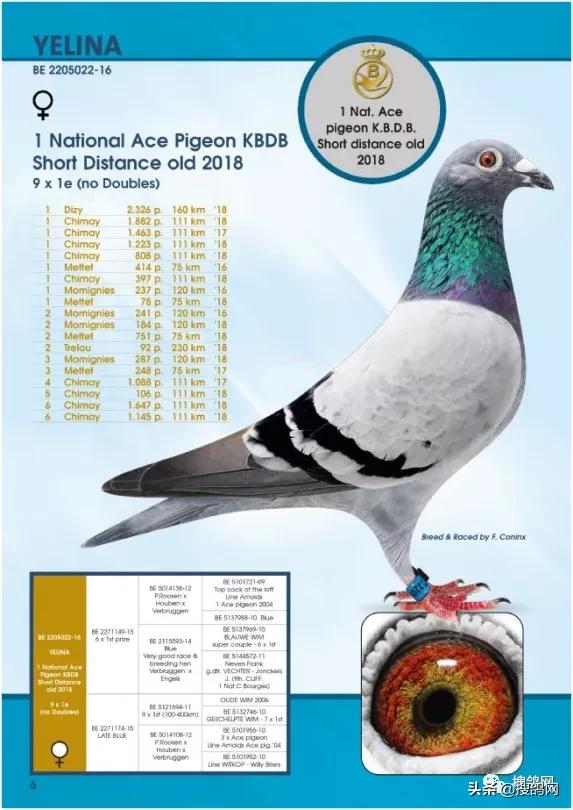 kbdb鸽王名单,比利时kbdb短距离鸽王有奖金吗