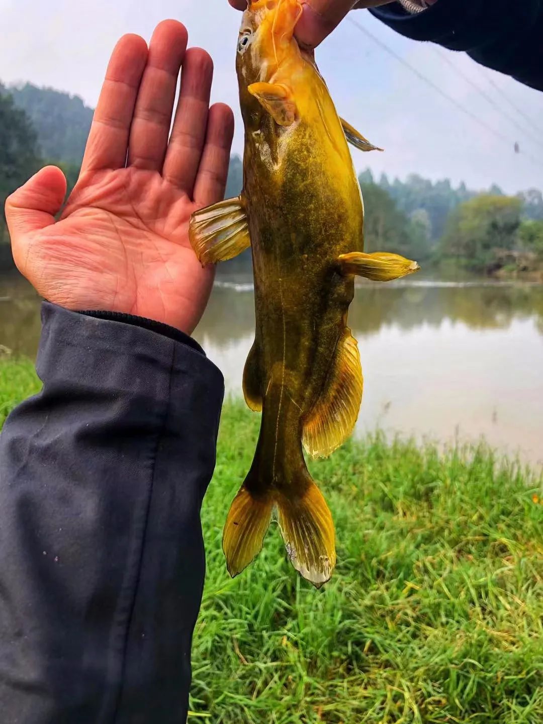 野奢不被鄙视？问问那些爱钓鱼的老孩子们，他们有活蹦乱跳的经验