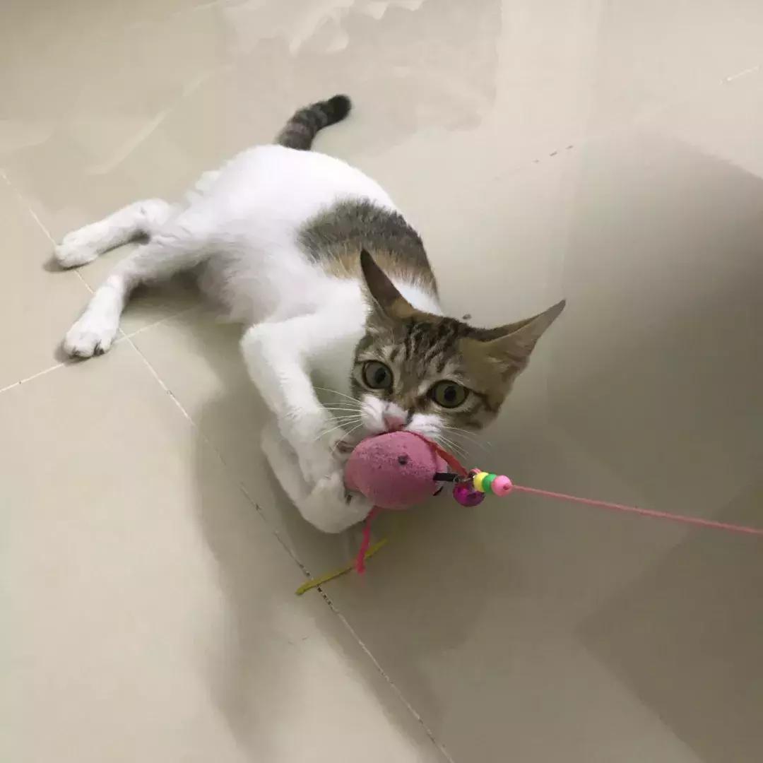 我亲手给猫戴的某款驱虫项圈，差点要了猫的命