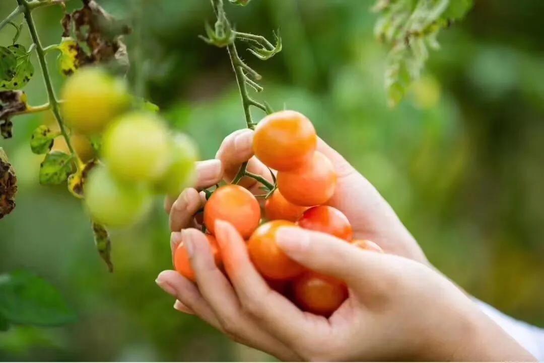 避疫免灾意思,避疫免灾什么意思啊