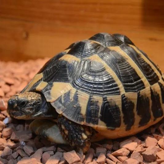 台州宠物龟被抓去哪里了,温岭宠物龟被抓