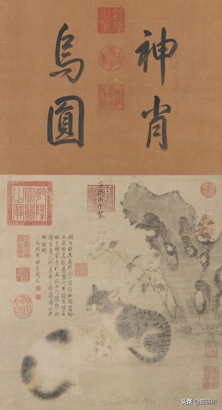 古代人如何称呼不同毛色的猫咪？