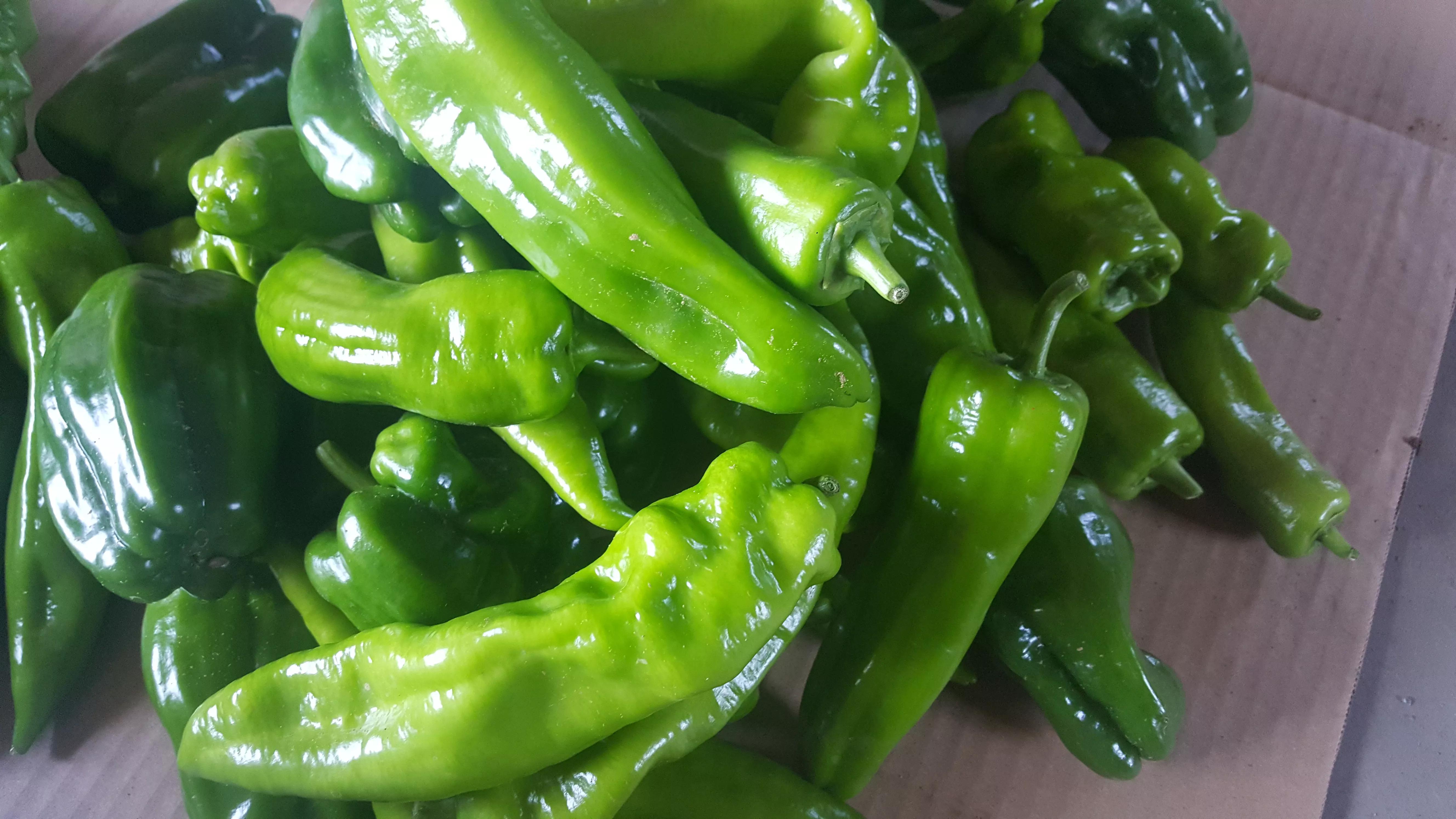 我的种植初体验,有机农业增产