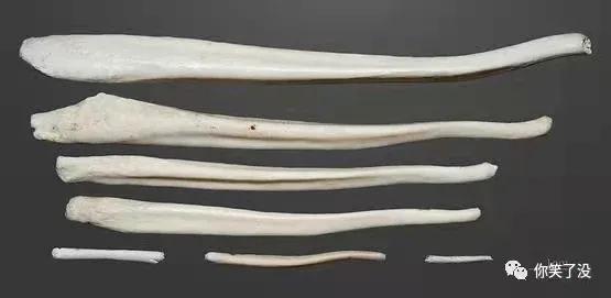 冷知识哥哥和弟弟,冷知识哥哥弟弟